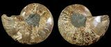 Bargain, Cut & Polished Ammonite Fossil - Agatized #69026-1
